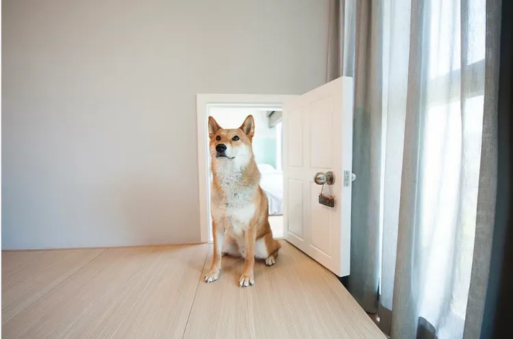 25 Stylish Dog Door Ideas For The Discerning Pet Owner Hey Djangles