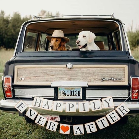 How to Include your Dogs in your Wedding Photos (30+ Sweet Pics) – heydjangles.com, doggy wedding attire, dogs in wedding photos #doglover #dogsatweddings #weddingdog