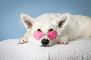 100 Popular TV Show Dog Names + BONUS New Dog Checklist