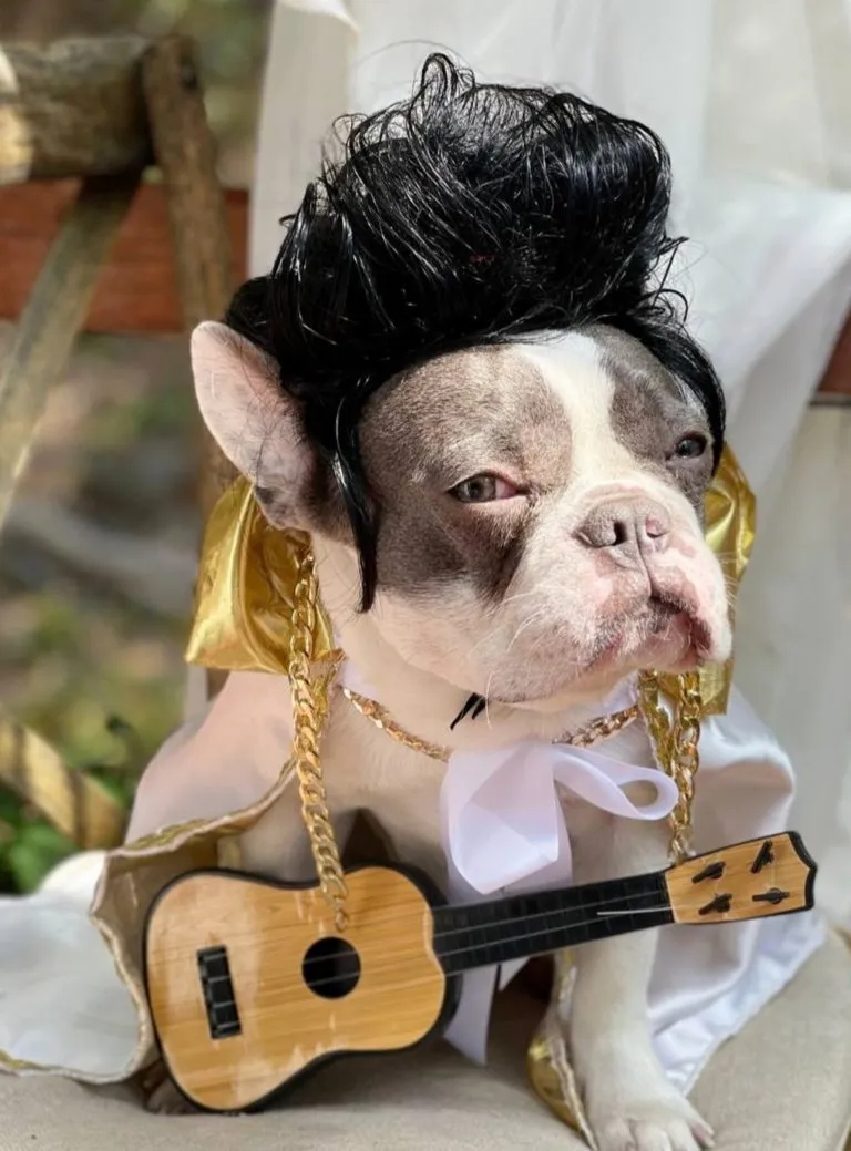 Cute Halloween Costumes for French Bulldogs - feat. Elvis Wig for Dogs via Elegantpet1 (Etsy)