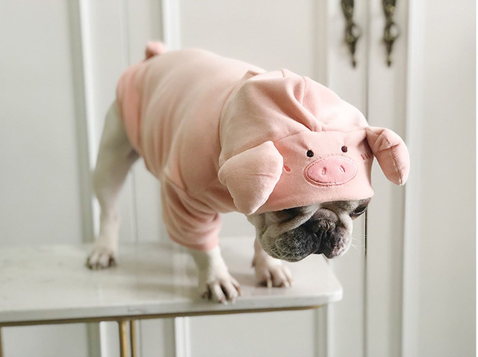 30+ Super Cute Halloween Costumes for French Bulldogs Hey, Djangles.