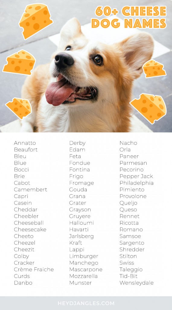 60 Cute Cheese Names For Dogs Hey Djangles