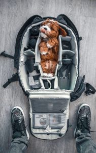40 Photography Related Dog Names and Accessories - Hey, Djangles. Lifestyle blog for dog lovers.