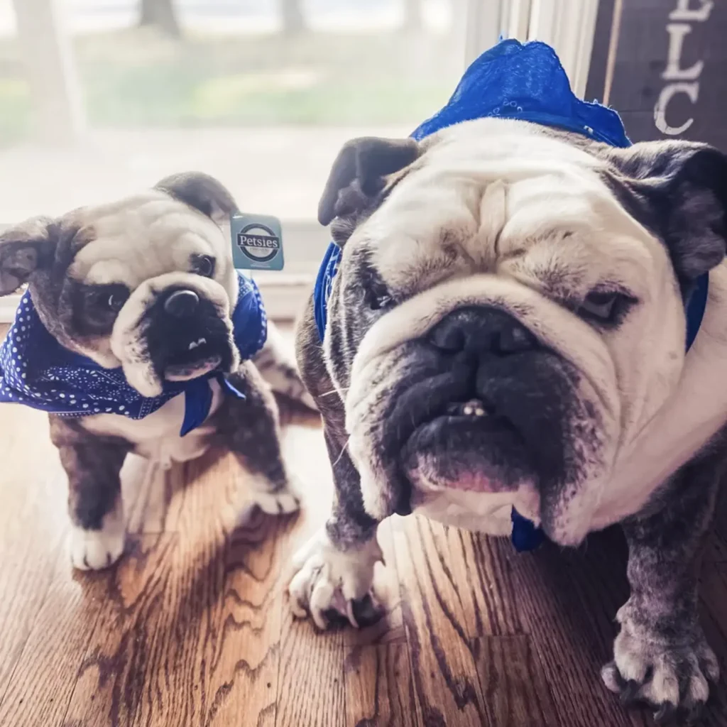 Image via Petsies feat. Custom Stuffed Animals of Your Pet 
