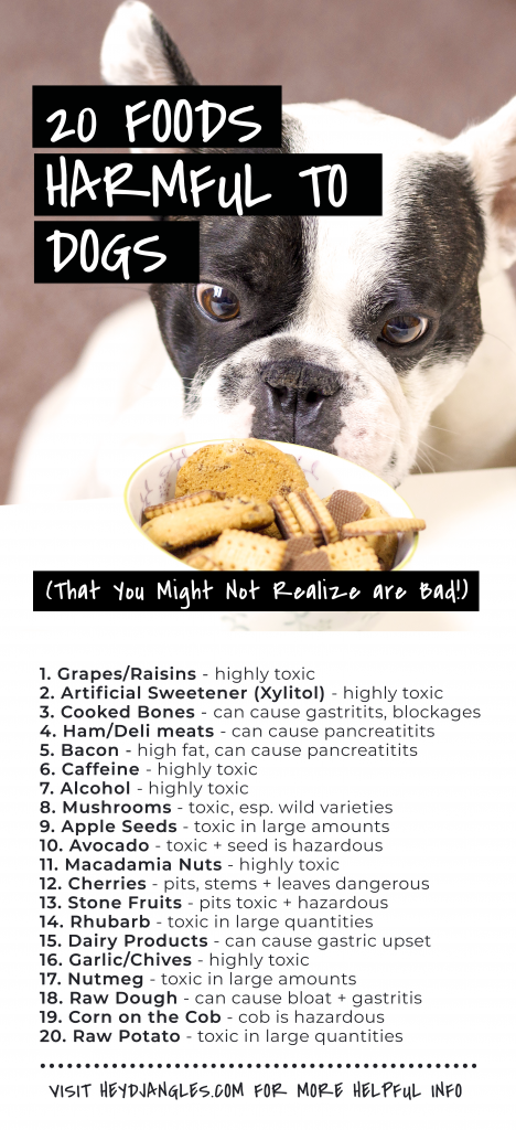 are by products bad for dogs