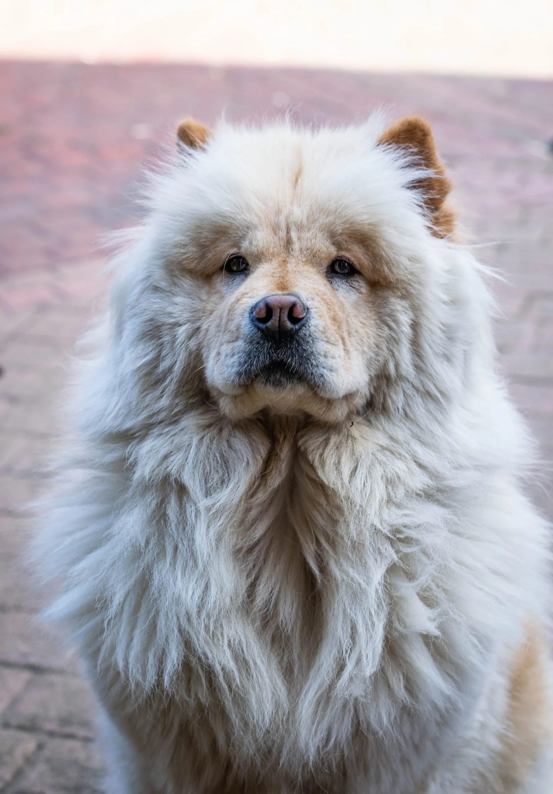 16 Dogs That Look Like Lions - Chow Chow