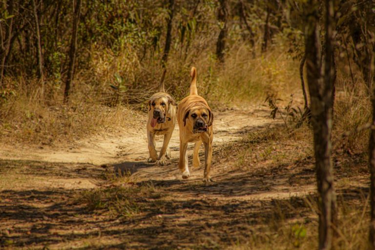 2 Boerboel dogs running on a dirt track - dogs that look like lions