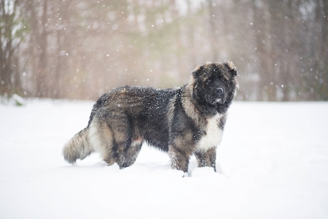 Caucasian Shepherd Dog - Dogs that look like lions