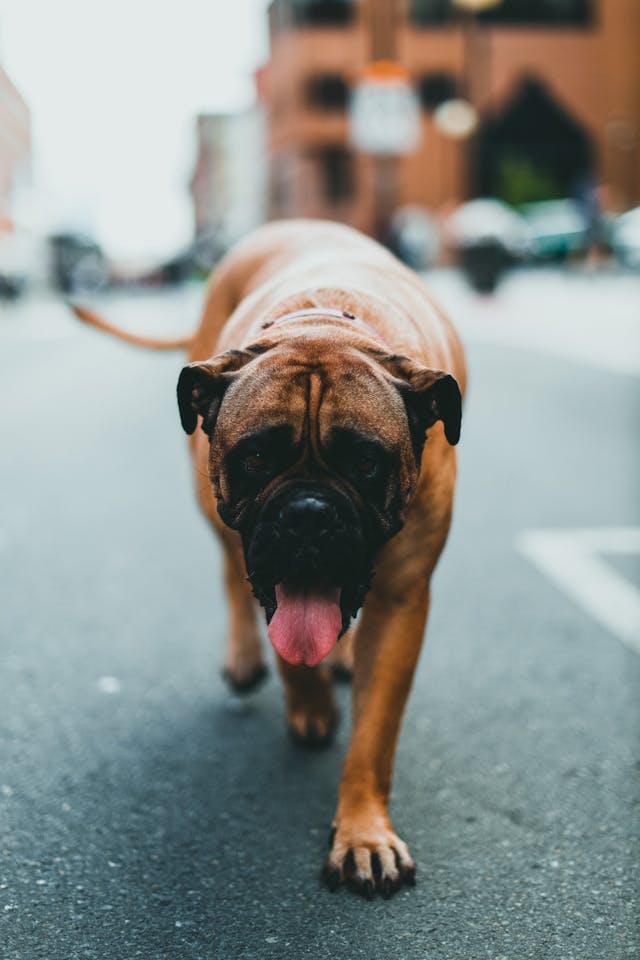 large english mastiff dog walking on a road - dog breeds that look like lions