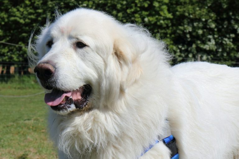 Great Pyranees dog breed - dogs that look like lions