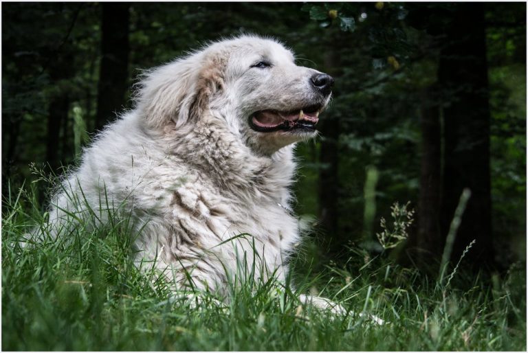 Maremma Sheepdog in the grass with a biug fluggy mane - dogs that look like lions