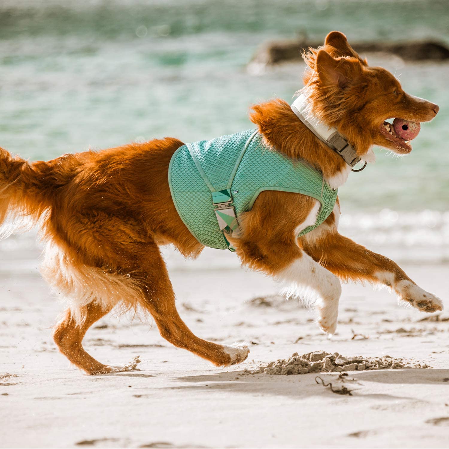 10 Best Cooling Vests for Dogs feat. the Hurtta Cooling Wrap (image via Hurtta)