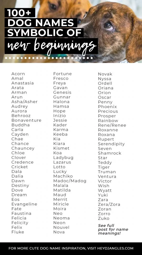 240+ Unique Dog Names with Meanings