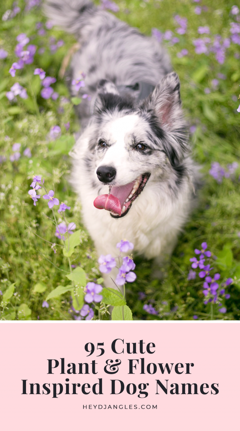 95 Cute Flower and Plant Names for Dogs Hey, Djangles.