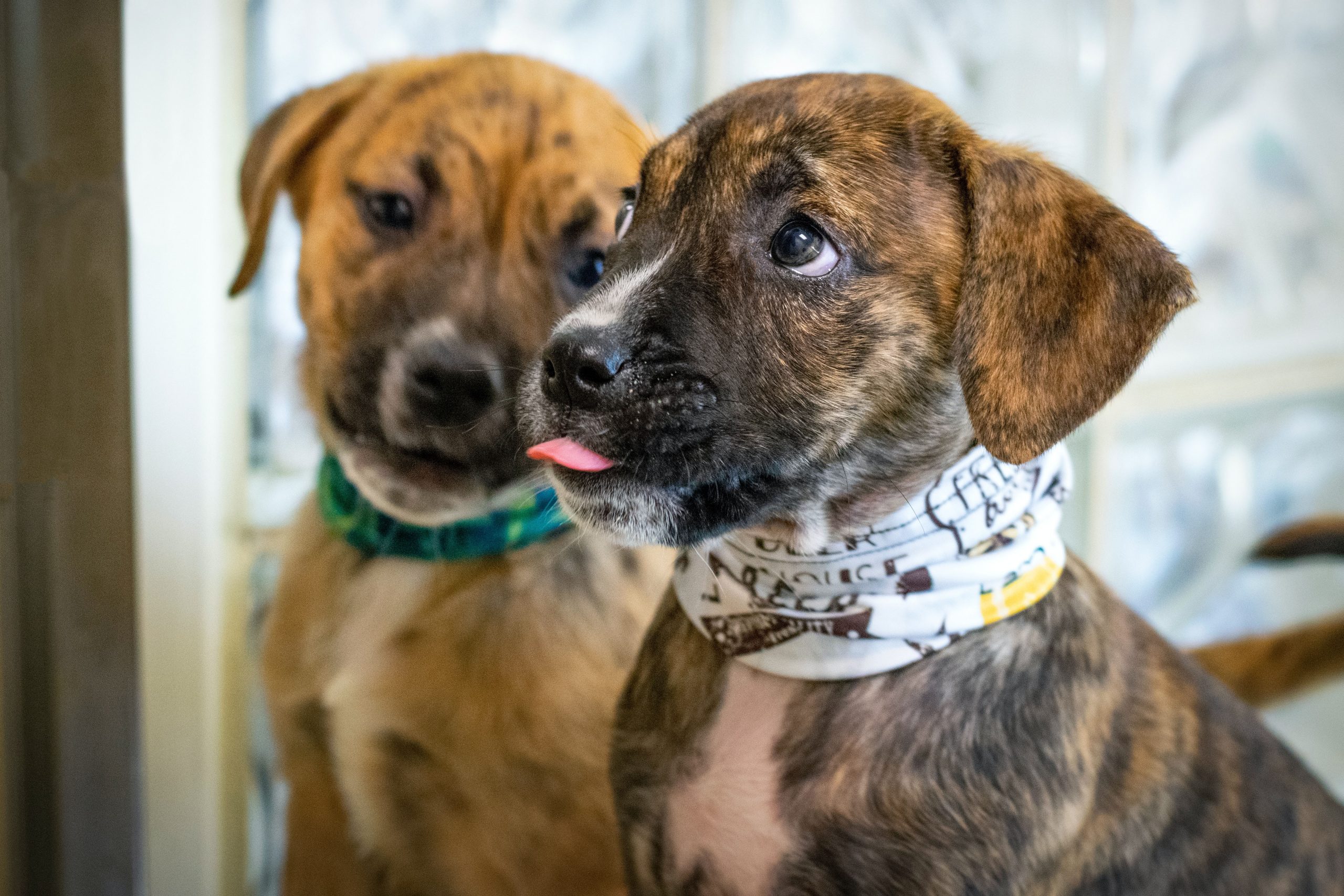 Rescue dog sale names