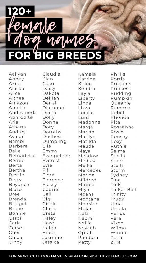 120+ Larger Than Life Female Dog Names for Big Breeds - From Dorothy to Bertha, Cleo, CoCo, Tink and more, check out over 120 female dog names for big breeds right here!