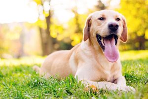 200+ Girl Dog Names That Start With M