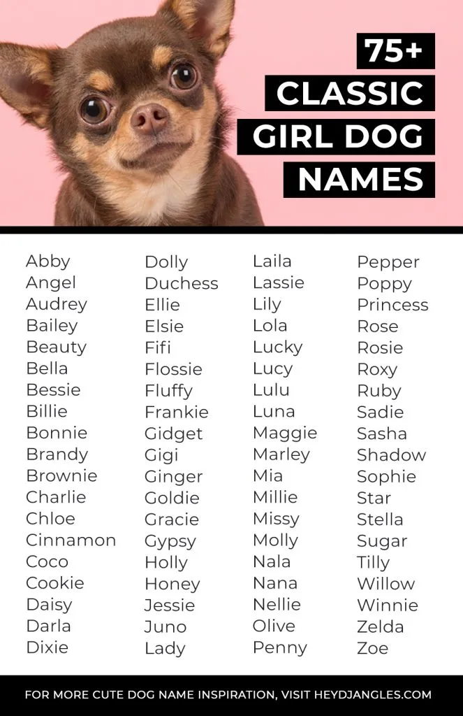75+ Classic Girl Dog Names - From Bella to Luna, Lucy, Lola, Daisy, and more, check out over 75 classic girl dog names here for the ultimate female dog name inspiration!