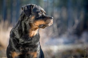 From Rex, Rocko, and Ruby to Rover, Rascal,  Rosie and more, check out over 205 radical R names for dogs right here!