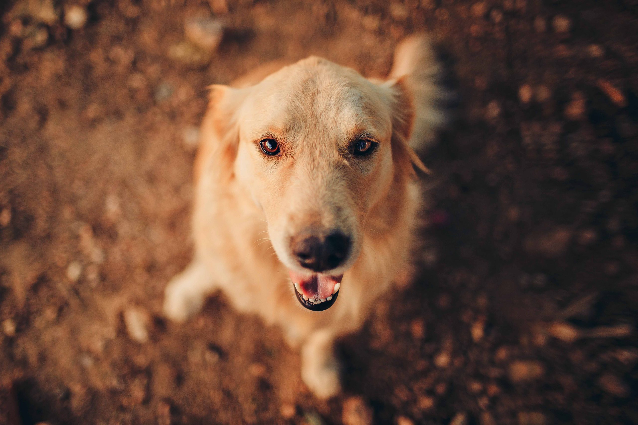 25+ Halloween Costumes for Golden Retrievers (& Labs, too!) - Hey ...