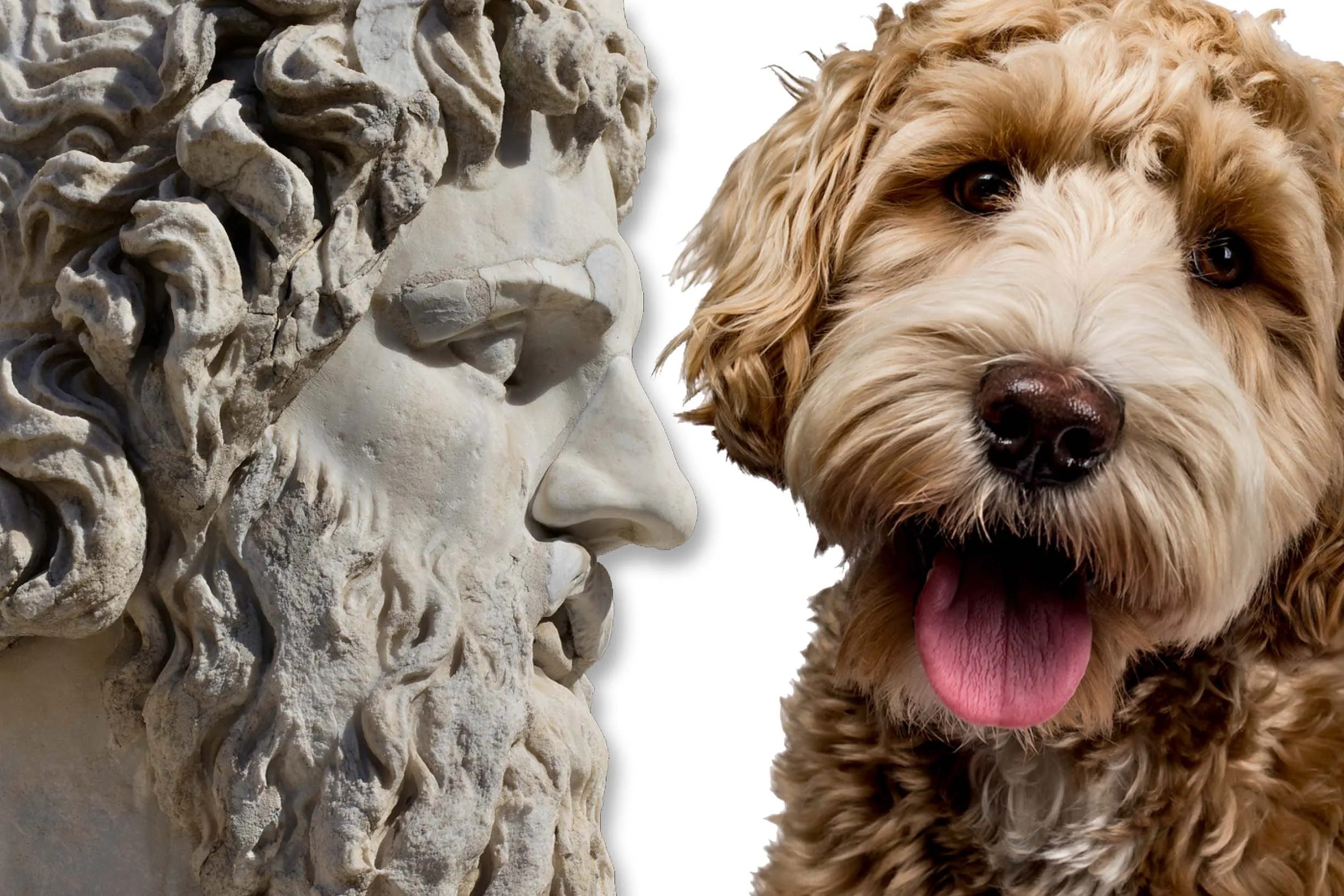 50-greek-god-names-for-male-dogs-hey-djangles