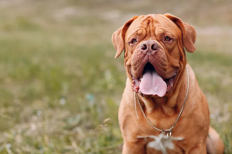 14 Adorable Dogs with Droopy Faces (with Pics!) - feat. the Dogue de Bordeaux