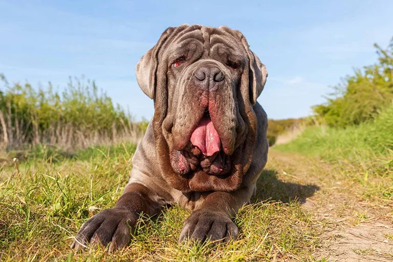 14 Adorable Dogs with Droopy Faces (with Pics!) - feat. the Neapolitan Mastiff