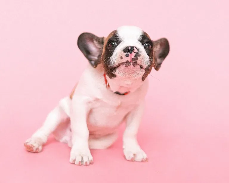 150+ Fitting Names for Female French Bulldogs Hey, Djangles.