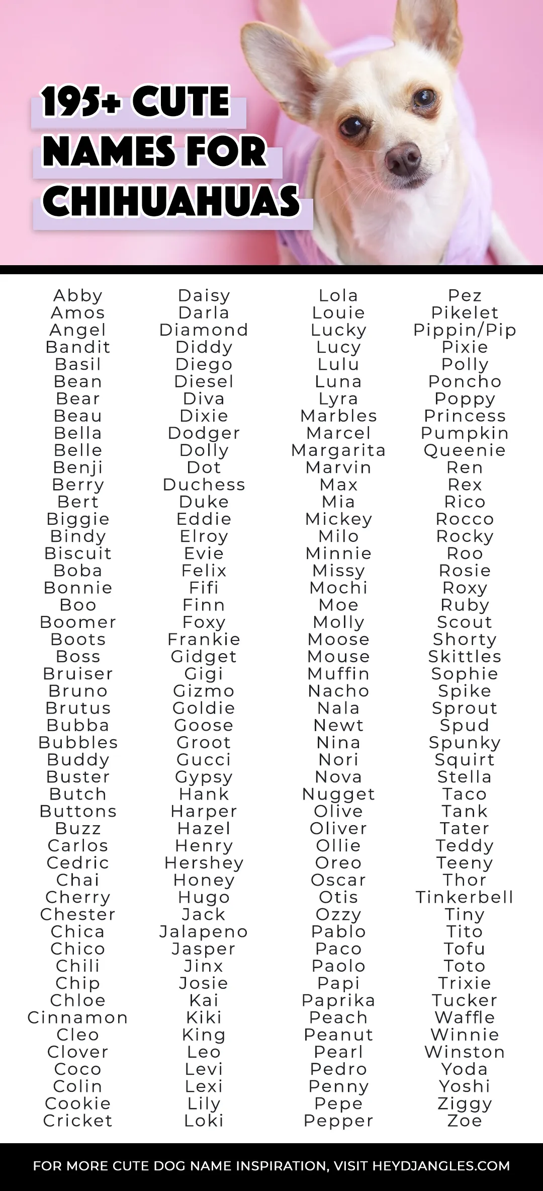 195 Cute Names For Chihuahuas Male Female Hey Djangles   Cute Names For Chihuahuas 1 