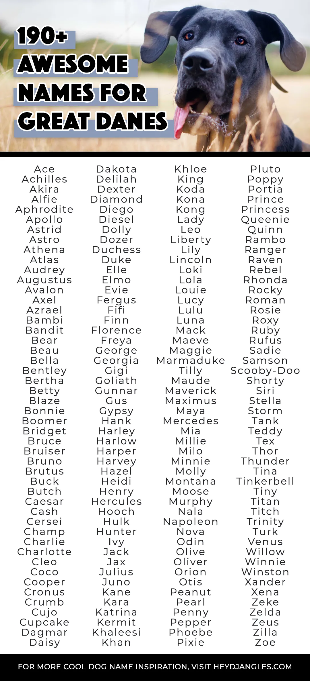 190+ Awesome Names for Great Danes (Female and Male) - Hey, Djangles.