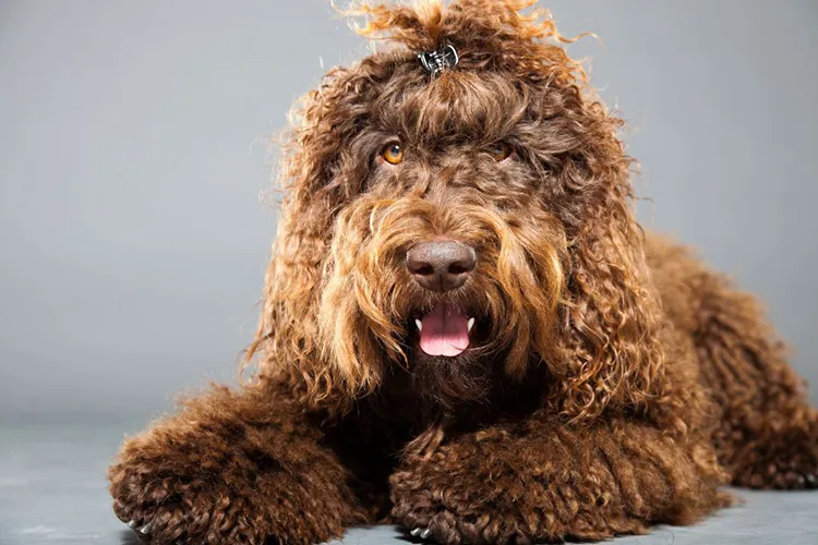 10 Beautiful Big Dogs With Curly Hair - feat. the Barbet