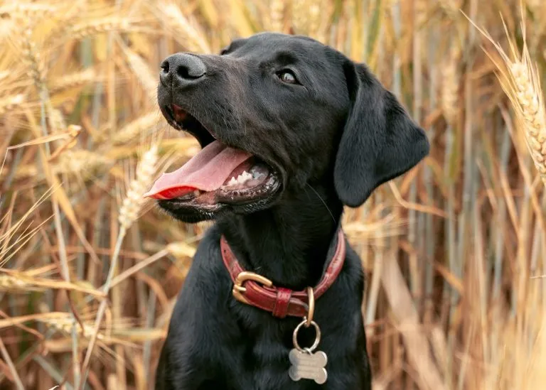 From Ace, Ozzy, and Jett, to Cash, Guinness, Shadow, and more, check out 100 adorable black Lab names for your male black Lab puppy right here!