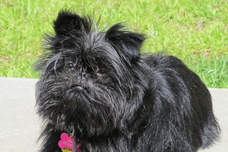 JUST FOR FUN: 15 Dogs That Look Like Ewoks (with Pictures!) - feat. the Affenpinscher dog breed