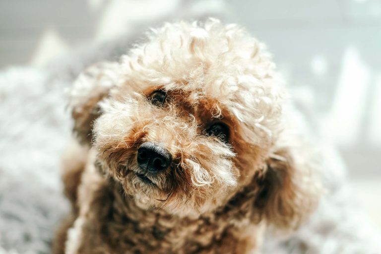 Miniature Terrier