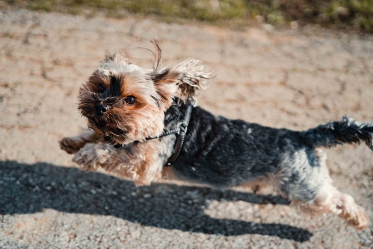 Yorkshire Terrier